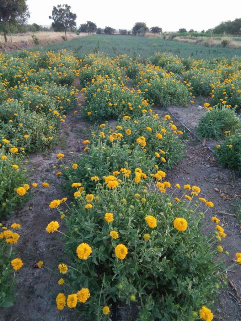 flower farming, yellow flower farming