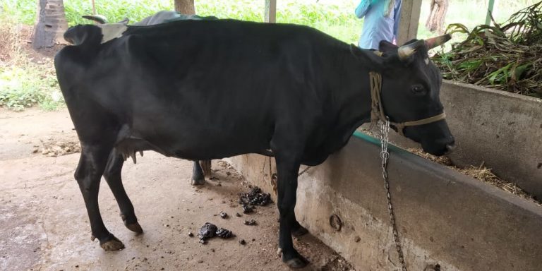 deshi gai image देशी गाय native cow photo