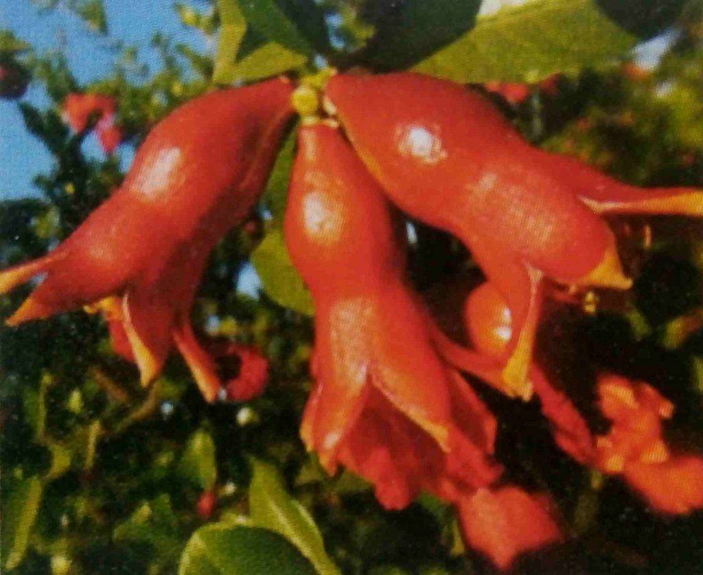 pomegranate crop, dalimb pik vyavshtapan,डाळिंब पीक व्यवस्थापन