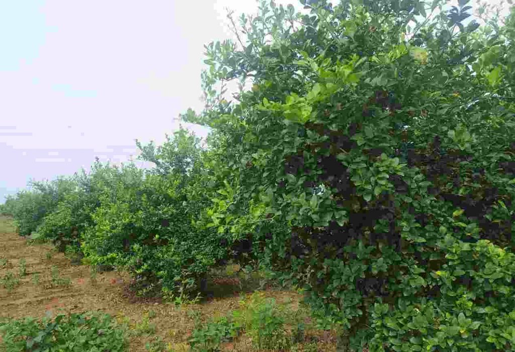 limbu sheti, lemon farming image